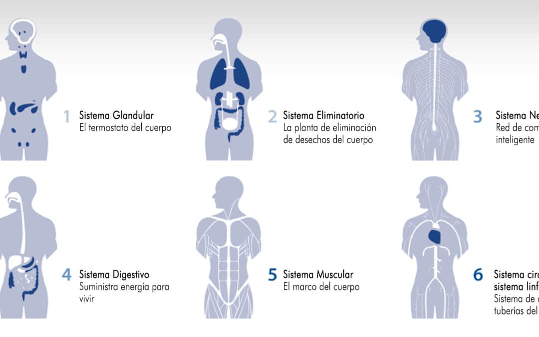 6 zonas quiropráctica