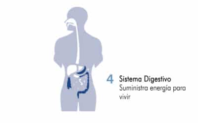 El sistema digestivo: Zona 4