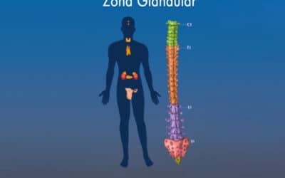 Zona Glandular: La técnica de las zonas