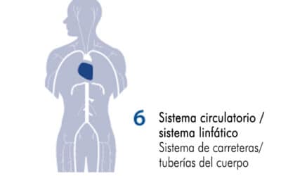 Sistema circulatorio: Zona 6