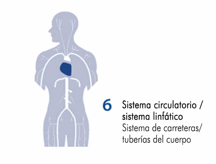 sistema circulatorio
