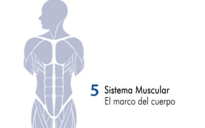 Sistema muscular: Zona 5