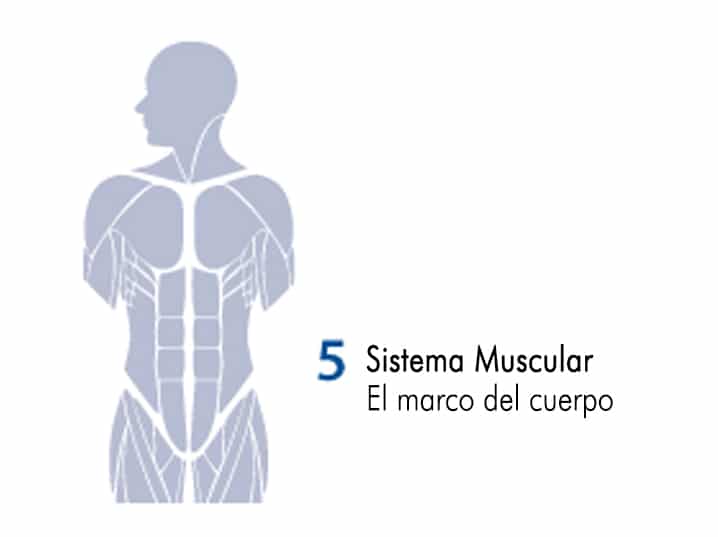 sistema muscular