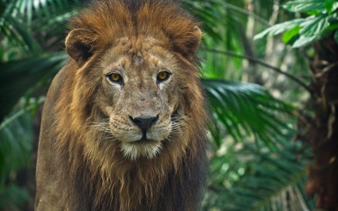 ajuste quiropráctico