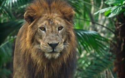 ¿Por qué te relajas después de un ajuste quiropráctico?